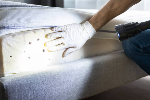 Best Cockroach Control Services  in Randolph, WI